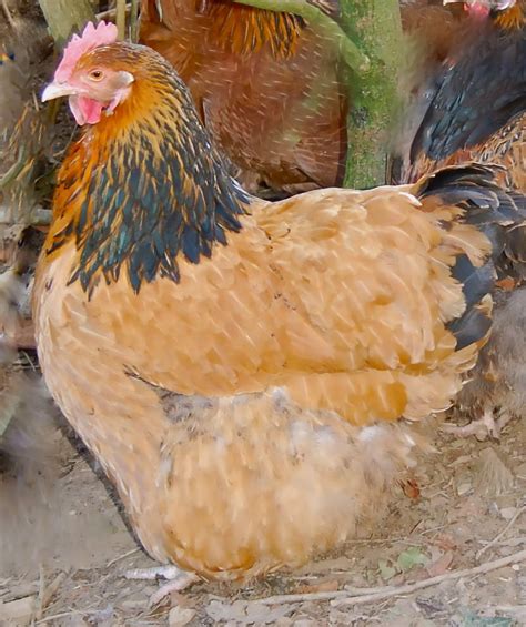 orpington  sale chickens breed information omlet