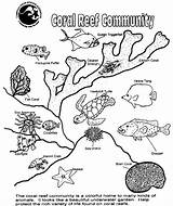 Coral Reef Coloring Ocean Food Worksheets Web Webs Breakdown Ecosystem Worksheeto Shore Rocky Via sketch template