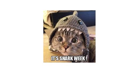 Cat Demands Shark Week Right Meow Best Shark Memes Popsugar Tech