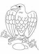 Kids Philippine Birds Eagles sketch template