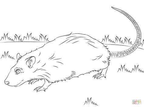 cute rat coloring page  printable coloring pages