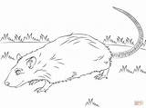 Rat Coloring Pages Cute Drawing Printable Rats Rodent Drawings Outline Getdrawings Getcolorings 1228 78kb sketch template