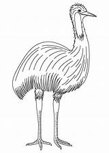 Emu Coloring Bird Pages Template Australian Templates sketch template