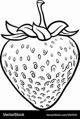 Strawberry Coloring Book Vector Royalty sketch template