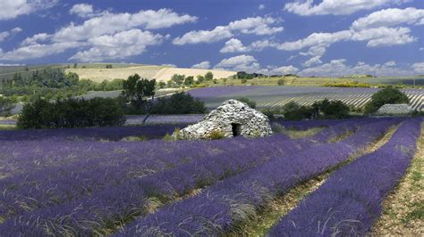 champs de lavande  borie  ete au pays de sault en provence  marymaa dans quelques