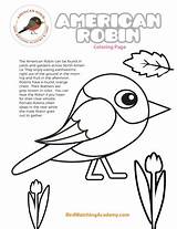 Robin American Colouring Birdwatchingacademy Birds Robins sketch template