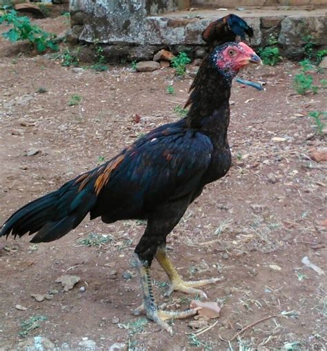 Cara Mencabut Bulu Ayam Bangkok Umur 2 Bulan – Community Saint Lucia
