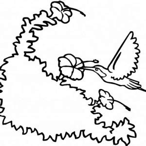chaconia flower drawing chaconia  national flower  trinidad
