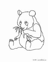 Panda Bear Coloring Pages Getdrawings Line Drawing sketch template