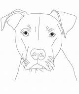 Pitbull Coloring Pages Face Lovers Dog Educativeprintable Azcoloring Via Choose Board sketch template