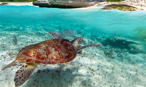 Turtle Beach Resort Oman Stay Turtle Beach Resort Groupon