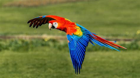 scarlet macaw full profile history  care
