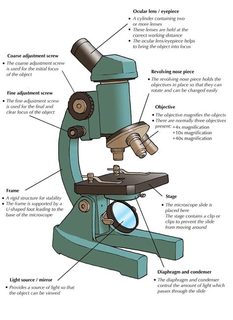 microscope diagram  functions