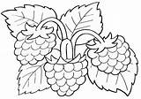 Blackberry Coloring Pages Blackbery sketch template