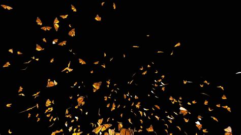 butterfly swarm slow motion flying stock footage video