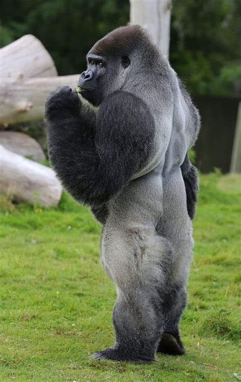 psbattle  gorilla standing upright    photoshopbattles