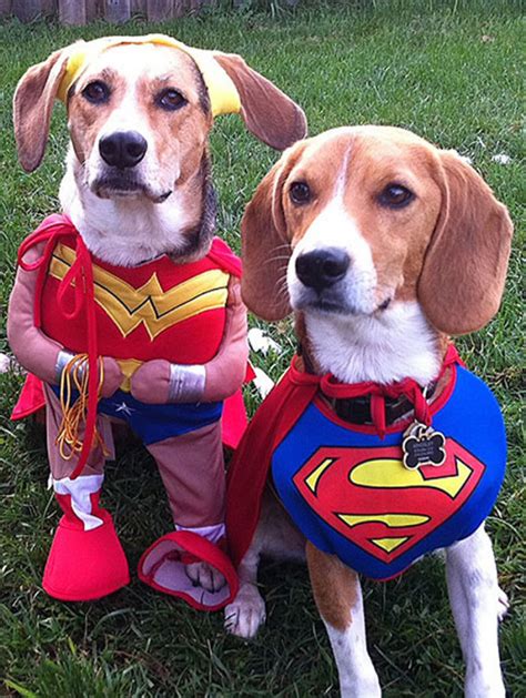 perros disfrazados de superheroes