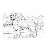 Coloring Dog Bernard Saint Pages Breed Surfnetkids Next sketch template