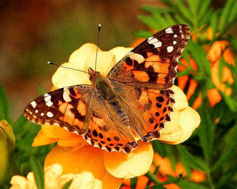 fun facts  painted lady butterflies dickinson county conservation board
