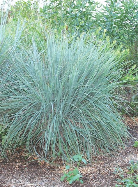 bluestem grow native