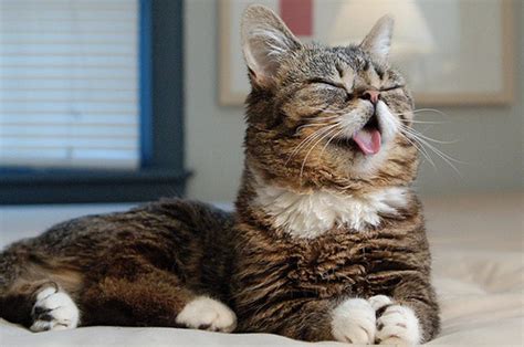 lil bub is now a big sister and she s adorable at it