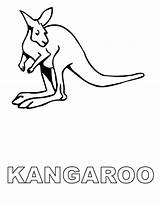 Kangaroo Coloring Kids Drawing Pages Outline Clipart Cliparts Color Sheet Printable Clip Library Popular Coloringhome sketch template