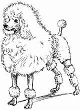 Poodle Poodles Getdrawings Getcolorings 검색 sketch template