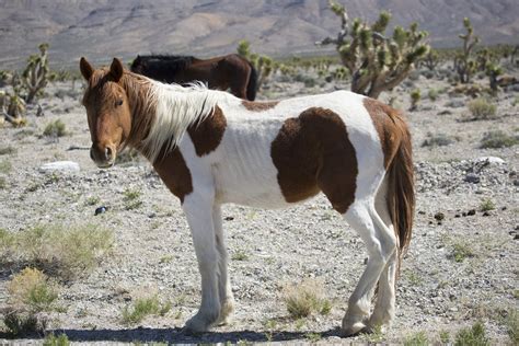 calcium deficiency  horses symptoms  diagnosis treatment recovery management cost