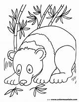 Coloring Bear Pages Face Getcolorings sketch template
