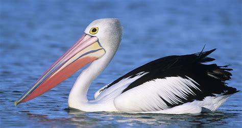 symbolic pelican meaning  pelican totem  whats  sign