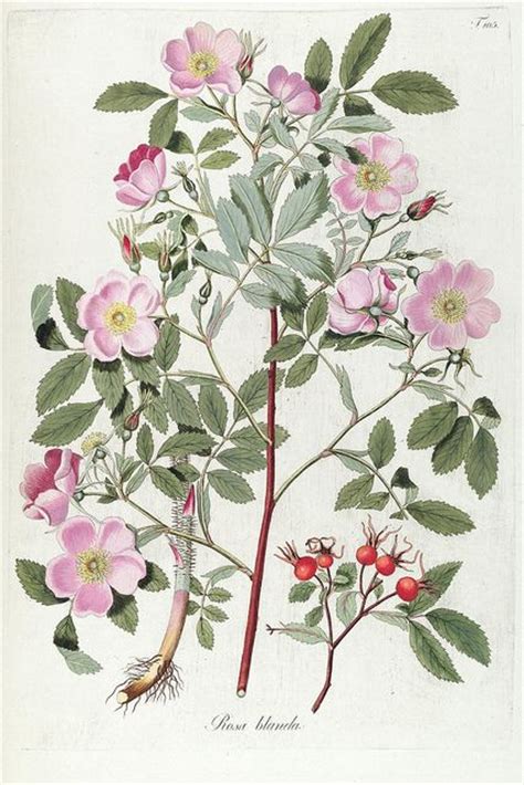 83 best images about vintage botanical on pinterest print