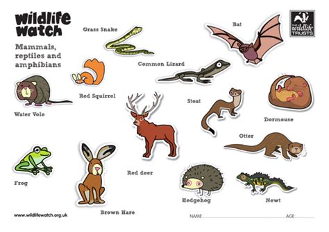 Mammals Reptiles And Amphibians Teaching Resources