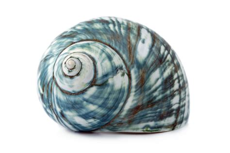 blue sea shell  stock photo public domain pictures