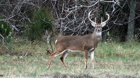 outdoors leftover wma deer hunt permit sale begins july