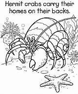Hermit Crab Coloring Pages Printable Eric Grade 5th Carle House Crabs Kids Colouring Starfish Georgia Bulldogs Sheets Ocean Animal Graders sketch template