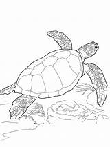 Turtles Loggerhead Tortue Getcolorings Tortoise Colouring Outline Colornimbus Teamiran Tortuga sketch template