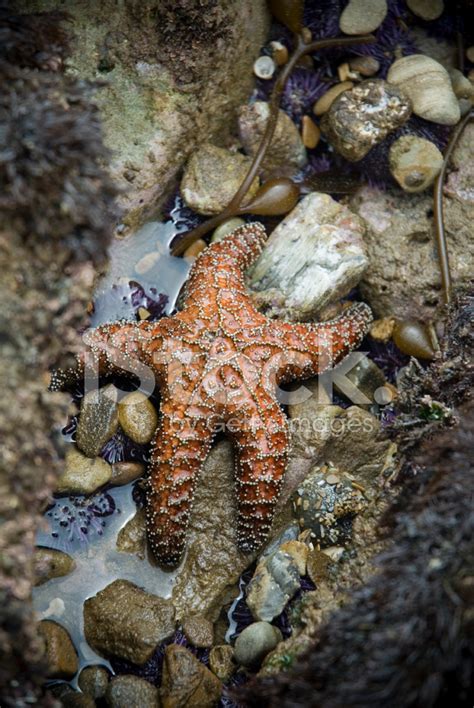 orange starfish stock photo royalty  freeimages