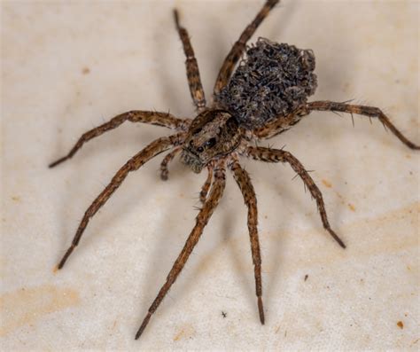 fishing spider  wolf spider  differences