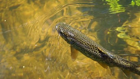 water shot  brown trout swimming   natural stream  light catches   show