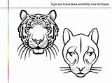 Coloring Puma Pages Comments sketch template