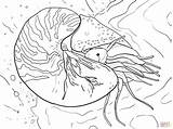 Nautilus Coloring Chambered Pages Pompilius Cuttlefish Printable Supercoloring Colouring Template Categories sketch template