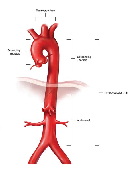 descending aorta thoracic aorta anatomy function diagram body maps