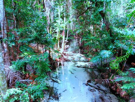 central station rainforest fraser island australia top tips