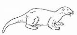 Otter Coloring Pages Para Nutria Colorear Lontra sketch template