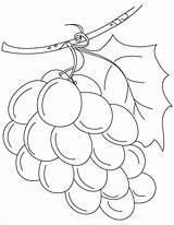 Grapes Uvas Weintrauben Fruits Uva Anggur Buah Mewarnai Grape Racimos Bestcoloringpages Cliparts Mosaic Popcorn Shopkins Kleurplaat Draw sketch template