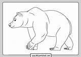 Grizzly Sheet sketch template
