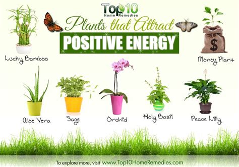 plants  attract positive energy top  home remedies