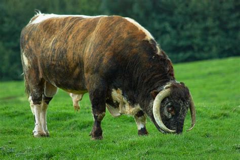 english longhorn bull quenby english longhorn wikipedia cattle