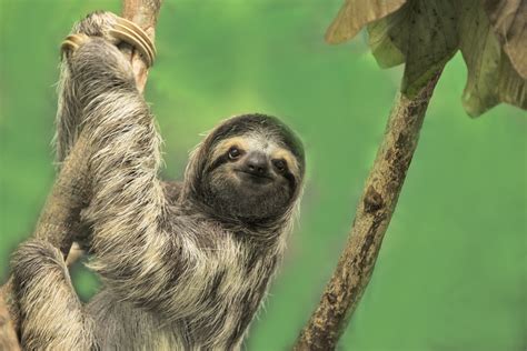 oregon conservation center offers sloth slumber party