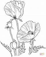 Mohnblumen Vorlage Malvorlagen Ausdrucken Ausmalbilder Poppies sketch template